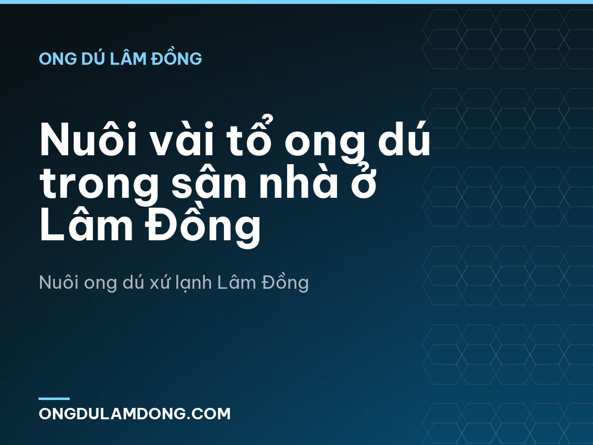 Nuôi vài tổ ong dú trong sân nhà ở Lâm Đồng