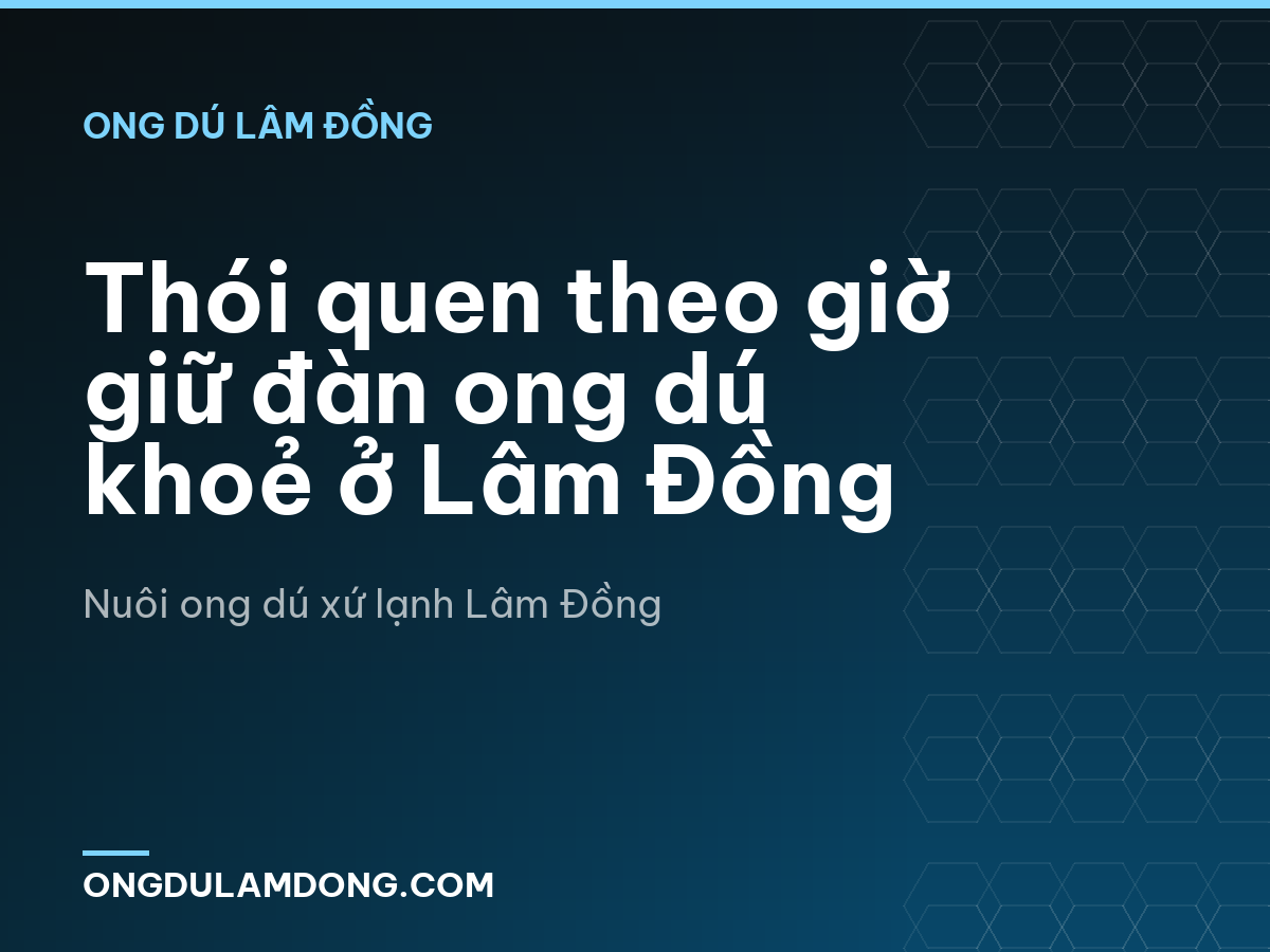 Thói quen theo giờ giữ đàn ong dú khoẻ ở Lâm Đồng