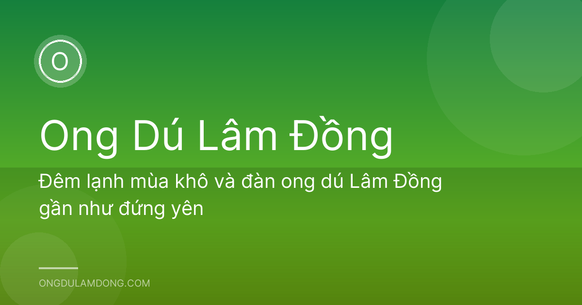 Đêm lạnh mùa khô và đàn ong dú Lâm Đồng gần như đứng yên